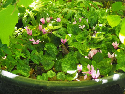 Cyclamen purpurascens P8180012.JPG
