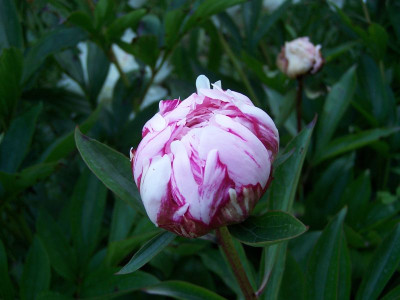 100_1337_Paeonia_Chine__800.jpg