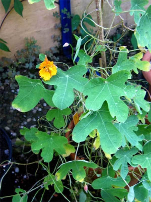 Tropaeolum-smithii-1.JPG