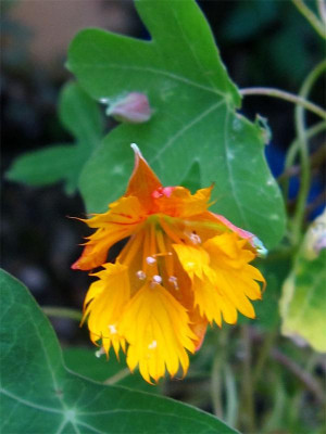 Tropaeolum-smithii-2.JPG