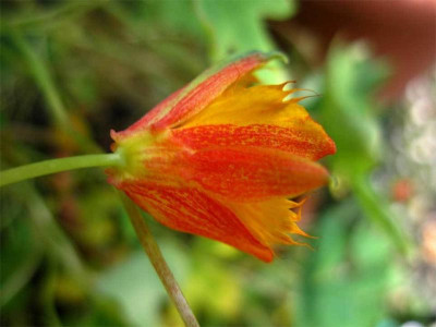 Tropaeolum-smithii-3JPG.jpg