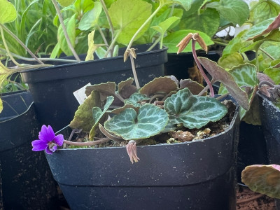 2023-08-18 Viola variegata.jpg