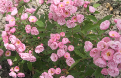 HeavenlyPink.jpg