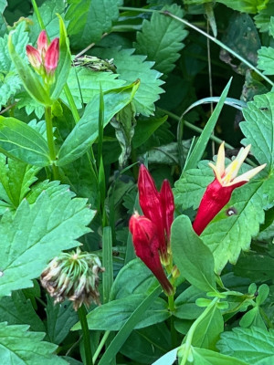 2023-08-18 Spigelia marilandica.jpg