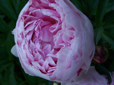 100_1338_PAEONIA_China__800.jpg
