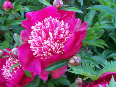 100_1339_Paeonia__rot_weiss__640.jpg