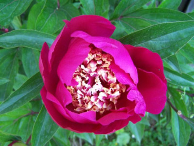 100_1342_PAEONIA_rot_weiss__fast_geoffnet__640.jpg