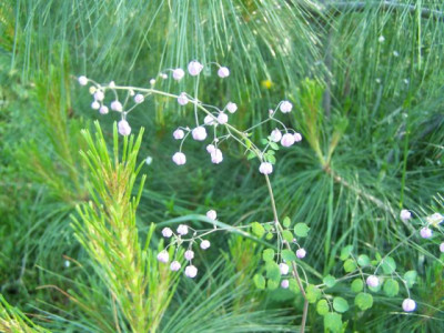 100_1345_THALICTRUM_dipterocarpum__640.jpg