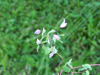 100_1346_THALICTRUM_reniforme___800.jpg