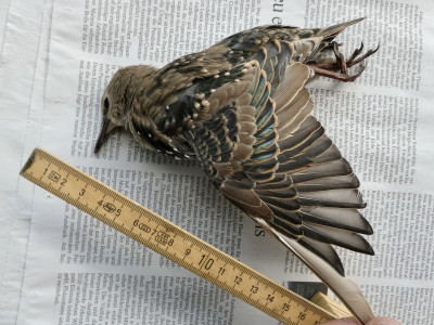 vogelschwingen.jpg