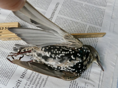 VogelUnterseite.jpg