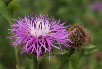IMG_4052_eCentaurea_pseudophrygia.JPG