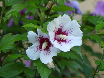 2023-08-19 Hibiscus 1.jpg