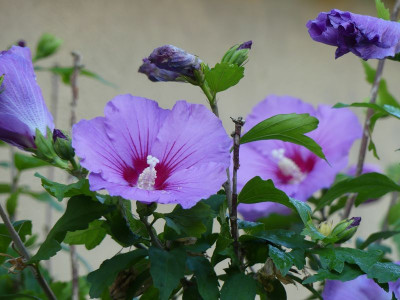 2023-08-19 Hibiscus 2.jpg