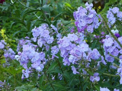 2023-08-19 Phlox 6.jpg