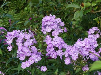 2023-08-19 Phlox 3.jpg
