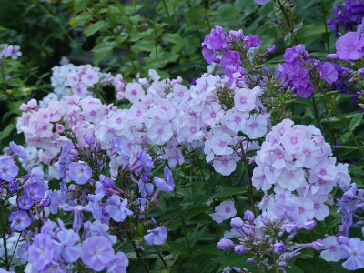 2023-08-19 Phlox 5.jpg