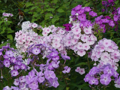 2023-08-19 Phlox 1.jpg