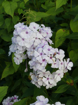 2023-08-19 Phlox 4.jpg