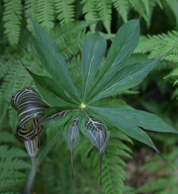 IMG_4065_eArisaema_ciliatum_var_liubaense_mut.JPG