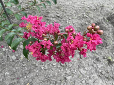 Lagerstroemia Turenne August 2023.jpg