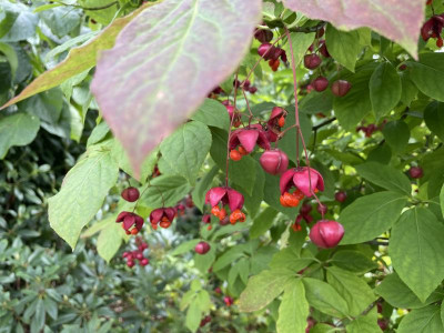 Euonymus planipes August 2023.jpg
