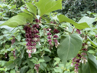 Leycesteria formosa August 2023.jpg