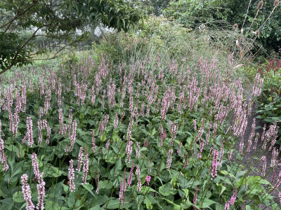 Persicaria amplexicaulis Rosea August 2023.jpg