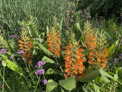 Hedychium coccineum Tara August x 2023.jpg