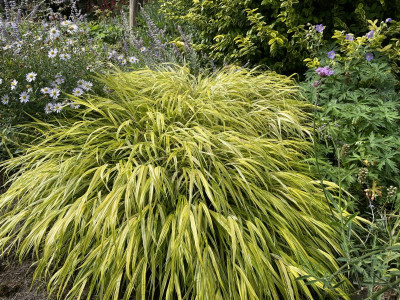Hakonechloa macra Aureola August 2023.jpg