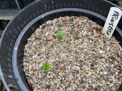 Prinsepia sinensis Germination August 2023.jpg