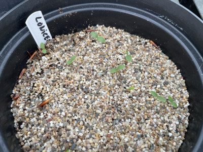 Lonicera standishii Germination August 2023.jpg