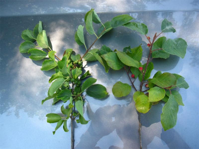 Rhamnus-+-Frangula.jpg