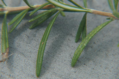 Rosmarin_20230820.jpg
