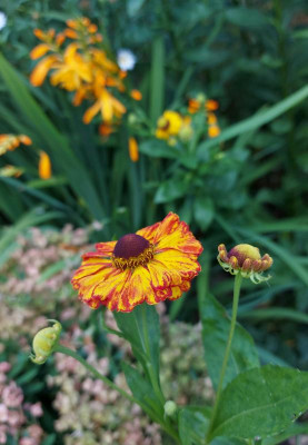 Helenium Flamenco 20230820_142703.jpg
