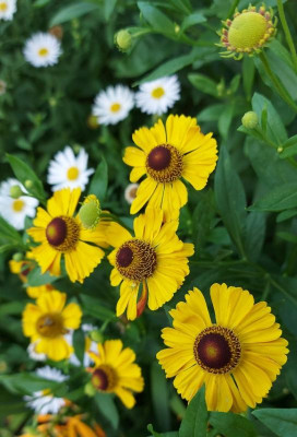 Helenium Sämlg 0802_180328.jpg