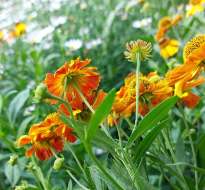 Helenium Sämlg 0802_180409.jpg