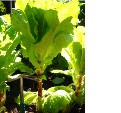 Salat_Spargelsalat_Celtuce_Qu.......ger.jpg
