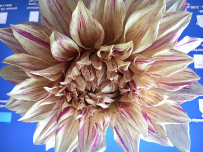 Cafe au lait Twist.JPG