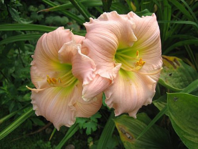 Barbara_Mitchell_68652.jpg