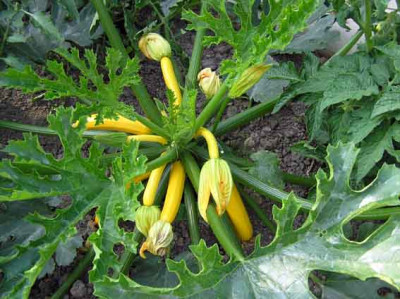 Zucchini_1_k_22.06.2008.jpg