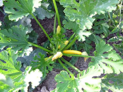 Zucchini_2_k_22.06.2008.jpg