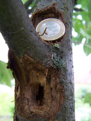 apfelbaum_loch4470.JPG