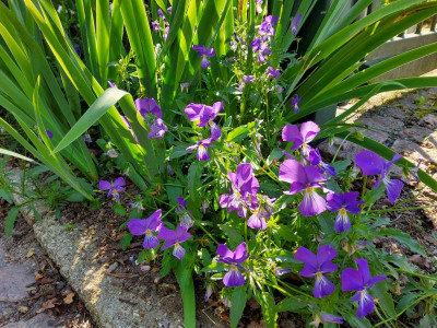 Viola corsica 3.jpg
