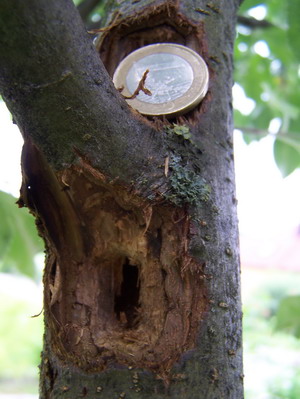 apfelbaum_loch4471.JPG