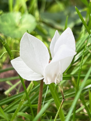 2023-08-21 erste Blüte.jpg