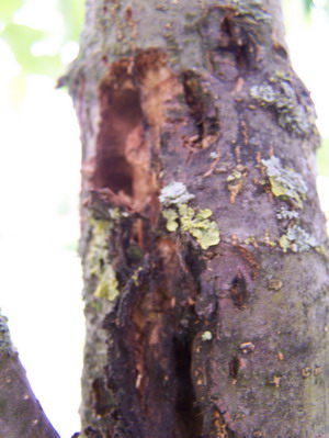 apfelbaum_loch4472.JPG