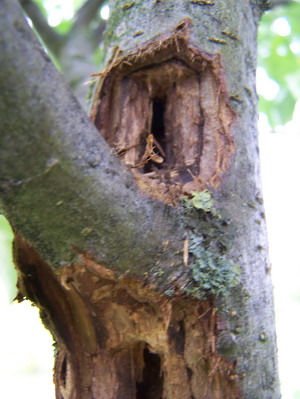 apfelbaum_loch4473.JPG