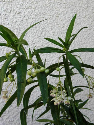 Gomphocarpus1.jpg