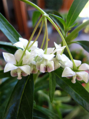 Gomphocarpus2.jpg